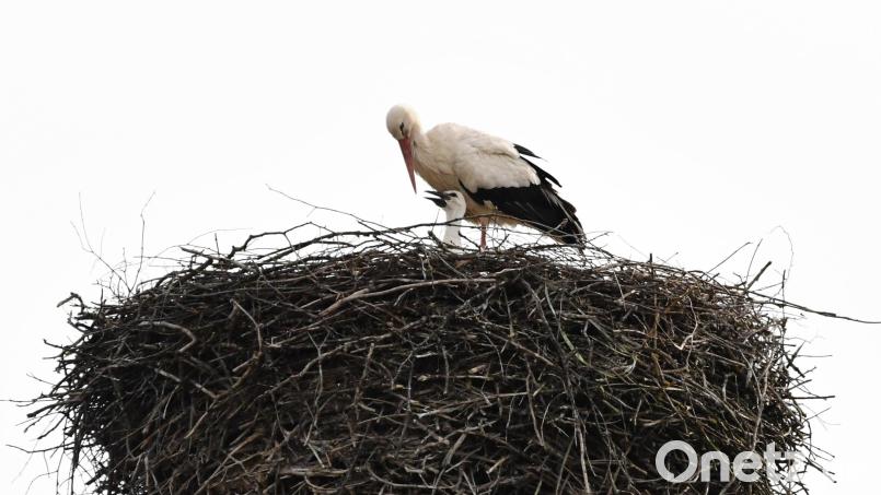 Der Storch in Nabburg mag heuer anscheinend nicht fort. Archivbild: Freya Stöckl