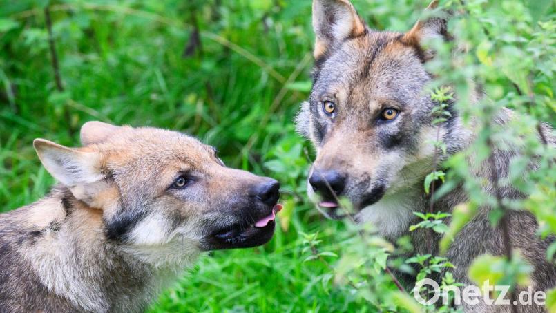 Der Wolf ist naturschutzrechtlich streng geschützt. Symbolbild: Julian Stratenschulte/dpa