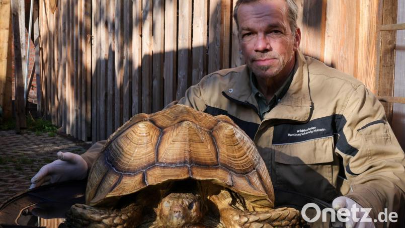 Christian Erdmann, Leiter des Wildtier- und Artenschutzzentrum bei Elmshorn, neben der toten Riesenschildkröte. Bild: Christian Charisius/dpa