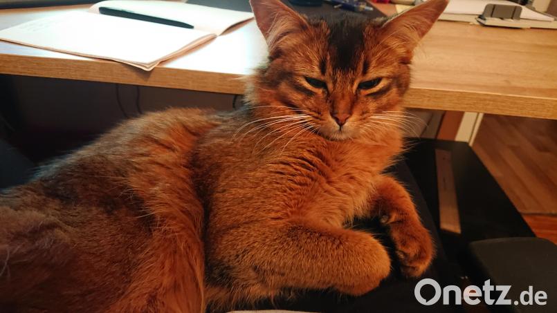 Manchmal sind es die kleinen Dinge im Leben, die Lucia Brunner Freude im Alltag bereiten. Etwa, wenn sich ihre Katze im Homeoffice einfach auf ihren Schoß setzt. Bild: lue