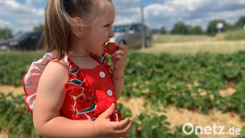 Süß und lecker: Ein Mädchen pflückt mit ihrer Familie Erdbeeren am Erdbeerfeld bei Schirmitz. Schnell verschwindet die Erdbeere im Mund. Bild: Stefanie Roth