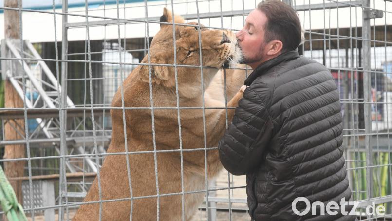 Ein Küsschen durch den Käfig: Circus-Krone-Chef Martin Lacey junior wird von einem seiner Löwen begrüßt. Bild: Gabi Schönberger