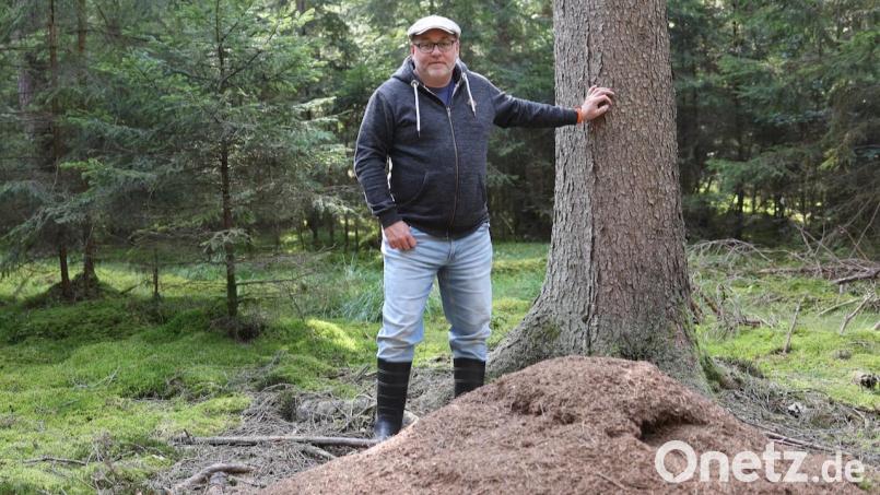 Ameisenheger Markus Raum ist im Naturpark Hirschwald unterwegs. Sein Spezialgebiet sind die Waldameisennester. Bild: Markus Raum