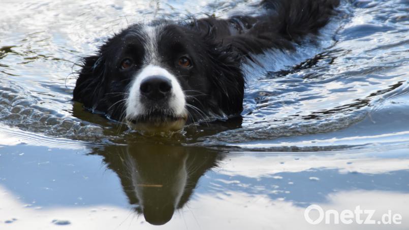 Ein Bordercollie schwimmt im Weidener Schätzlerbad. Symbolbild: hcz