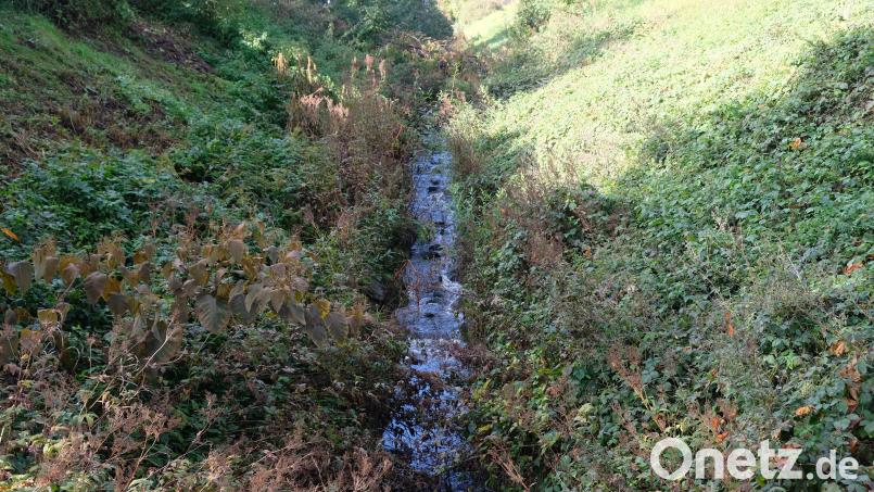 Für den Bachlauf des Eschenbach (unser Bild) und für die Eschenbacher Weiherkette plant die ehemalige Kreisstadt eine ökologische Aufwertung. Betroffen ist auch Kirchenthumbacher Gemeindegebiet. Bild: do
