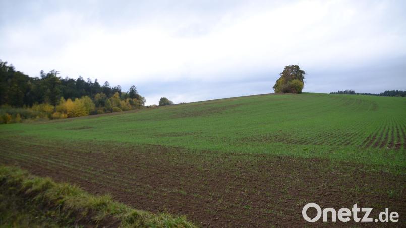 Auf dieser zehn Hektar großen Fläche erfolgt der natur- und artenschutzrechtliche Ausgleich für Baugebietsausweisungen und sonstiger Flächenverbrauch im Stadtgebiet. Bild: ak