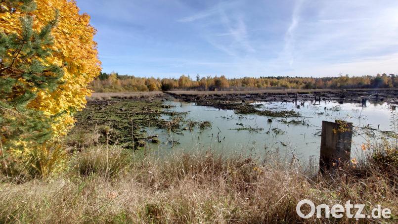 Im Moor am &quot;Langen Damm&quot; in Tirschenreuth ist aktuell wenig Wasser. Schuld daran ist der Biber. Bild: lue
