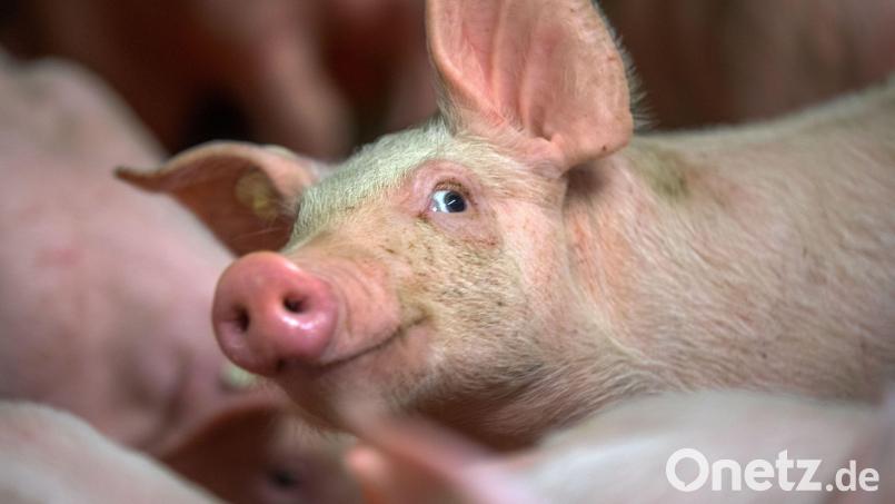 Etwa sieben Wochen alt ist dieses Schwein auf dem Symbolbild. In diesem Alter werden viele Tiere geschlachtet und kommen als Spanferkel auf den Markt. Symbolbild: Jens Büttner/dpa