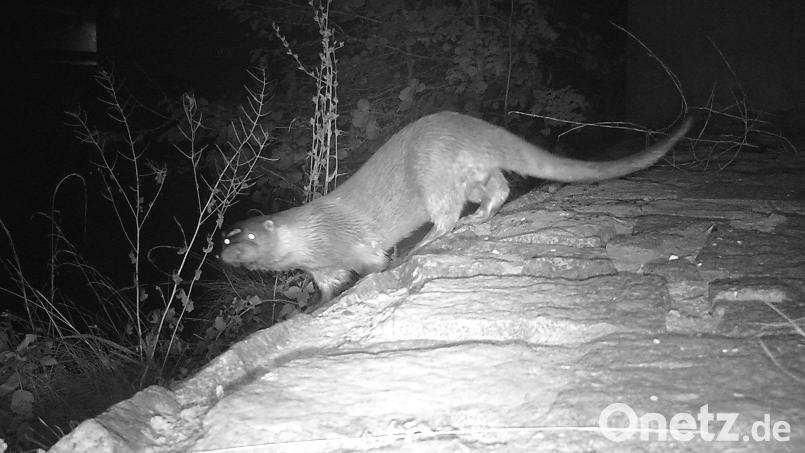 Ein Fischotter im Naturpark Hirschwald – von einer Wildkamera aufgenommen vor rund einem Jahr. Bild: Rudolf, Naturpark Hirschwald/exb