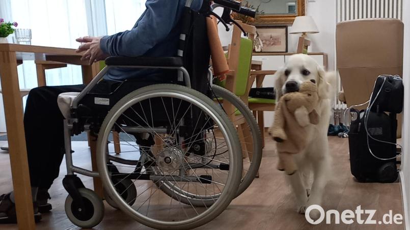 Therapiehund Bailey bewegt sich frei in der Wohngemeinschaft „St. Sebastian“ der Schwesternschaft Wallmenich-Haus des BRKs. Bild: WG St. Sebastian/Schuster/exb