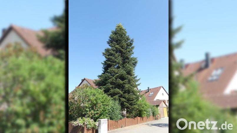 Diese stattliche Tanne aus einem Anwesen in der Blößnerstraße wird zur Adventszeit der Amberger Weihnachtsbaum auf dem Marktplatz sein. Bild: Bernhard Frank/exb