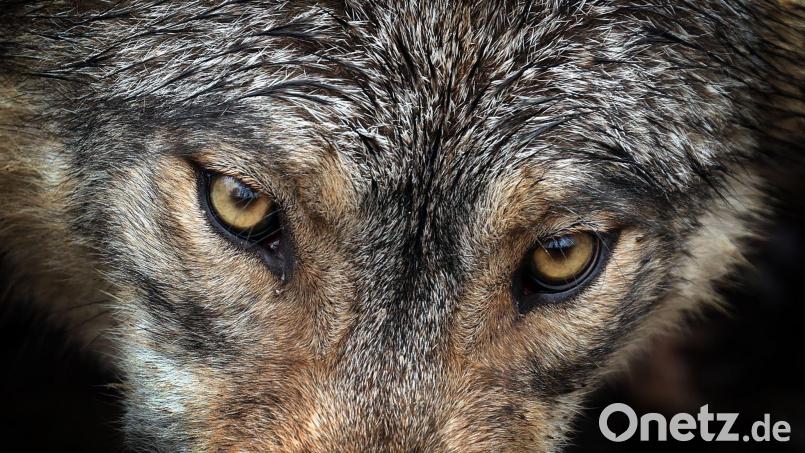 Der Wolf stellt eine Gefahr für Wildparks dar. Symbolbild: Karl-Josef Hildenbrand/dpa