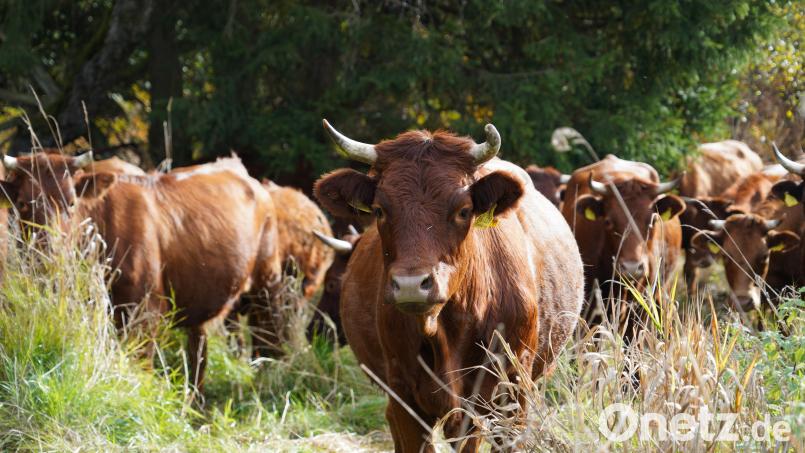 Seit dem 3. Oktober weiden in der Waldnaabaue 17 Kühe. Sie sind Teil des Projekts &quot;Wilde Weiden Waldnaabaue&quot;. Ziel ist es das Offenland-Ökosystem in der landwirtschaftlich genutzten Kulturlandschaft zu erhalten und mehr Artenreichtum zu schaffen. Bild: kaz