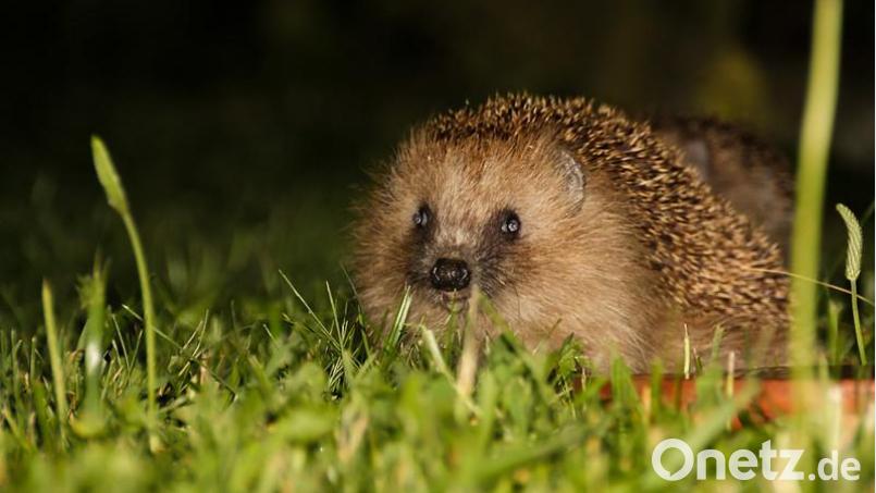 Wer einen Igel findet, hat oft viele fragen zur Pflege. Online klärt nun eine versierte Igel-Retterin auf. Bild: Norbert Parmantye, LBV Bayern, Flickr/exb