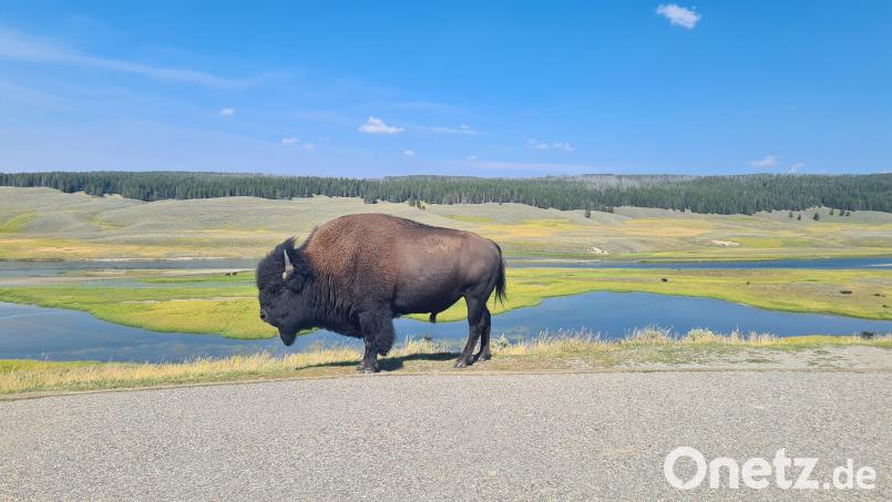 Im Yellowstone-Nationalpark kein ungewöhnlicher Anblick: Ein stattlicher Bison-Bulle macht am Rande einer Parkbucht ein Päuschen. Ältere Bullen sind oft alleine unterwegs. Sie können mit der Herde nicht mehr mithalten. Da sie aufgrund ihrer gewaltigen Größe keine Fressfeinde haben, ist das Alleinsein für sie keine Gefahr. Bild: Tobias Gräf