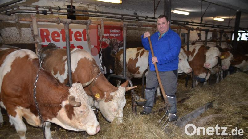 Markus Übelmesser hängt an seinen 15 Milchkühen mit Aufzuchttieren. Seine bäuerliche Existenz sieht er massiv in Gefahr. Bild: ak