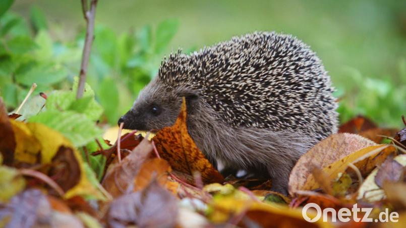 Wer ein Herz für Tiere hat, sollte das Laub in seinem Garten liegen lassen. Laubhaufen sind ein idealer Platz für den Winterschlaf der Igel. Symbolbild: Karl-Josef Hildenbrand/dpa