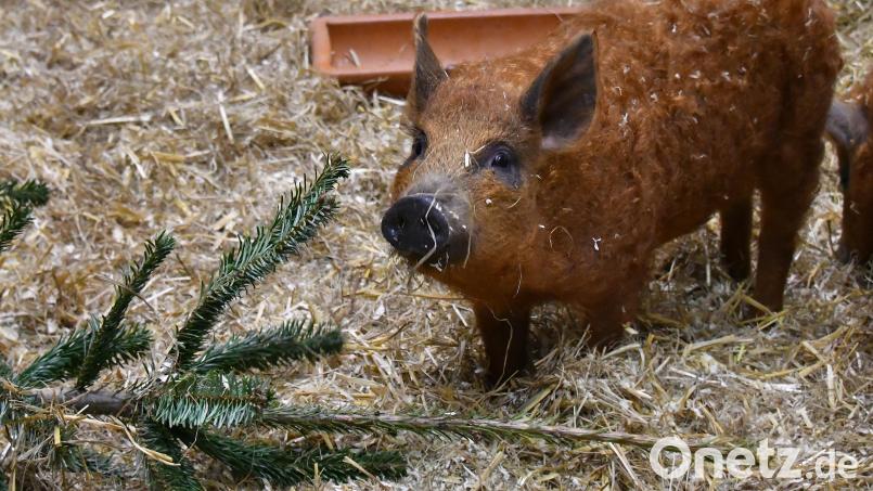 Ein herrenloses Wollschwein gibt der Polizei Rätsel auf. Symbolbild: Bernd Settnik