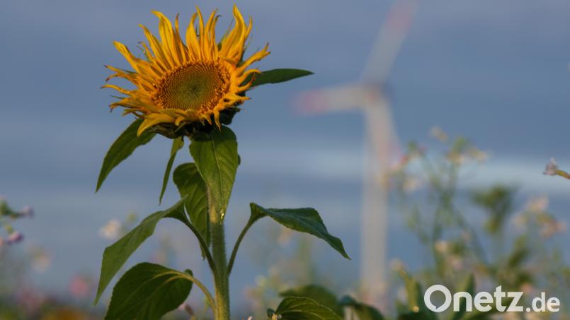 Die Regionalplanung in Bayern wird 50 Jahre alt. Aus diesem Anlass fordern zahlreiche Verbände, deren Ziele zum Erhalt der Schönheit des Landes konkreter zu fassen. Es geht auch um den Klimaschutz. Symbolbild: Stefan Puchner/dpa