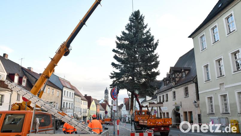 Der Weihnachtsbaum für den Amberger Malteserplatz ist heuer eine schmucke 13-Meter-Blaufichte. Bild: Petra Hartl
