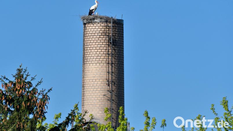 Der Storch auf dem Schlot von Guss Auer in Ammersricht bei Amberg. Das Foto entstand Anfang Mai 2023. Archivbild: Petra Hartl