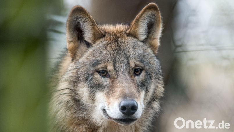 Ein Wolf ist im Nürnberger Land überfahren worden. Symbolbild: picture alliance/Bernd Thissen/dpa