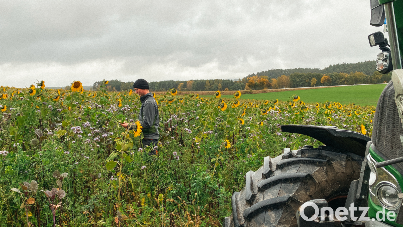 Landwirt Josef Schuller aus Liebenstein bei Plößberg kontrolliert seinen Zwischenfruchtbestand direkt im Feld. Bild: Judith Zeitler