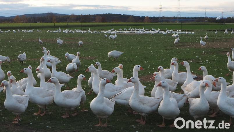 Glückliche Gänse: Auf dem Geflügelhof Meßmann in Deiselkühn haben sie auf der großen Wiese viel Platz, bevor sie als Martinsgänse im Ofen landen. Bild: bl