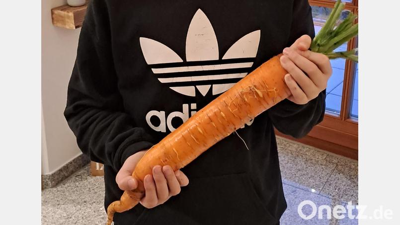 Stolz präsentiert Xaver, der jüngste Sohn der Familie Schießlbauer, die große Gelbe Rübe aus Mamas Hochbeet. Bild: rha