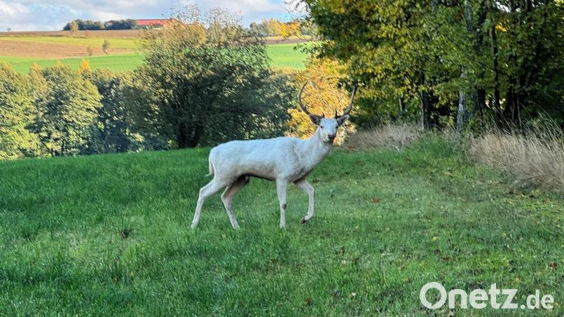 Der weiße Hirsch bewegte sich auf der Wiese sehr langsam und zeigte keinerlei Scheu vor den Menschen. Bild: Eckert