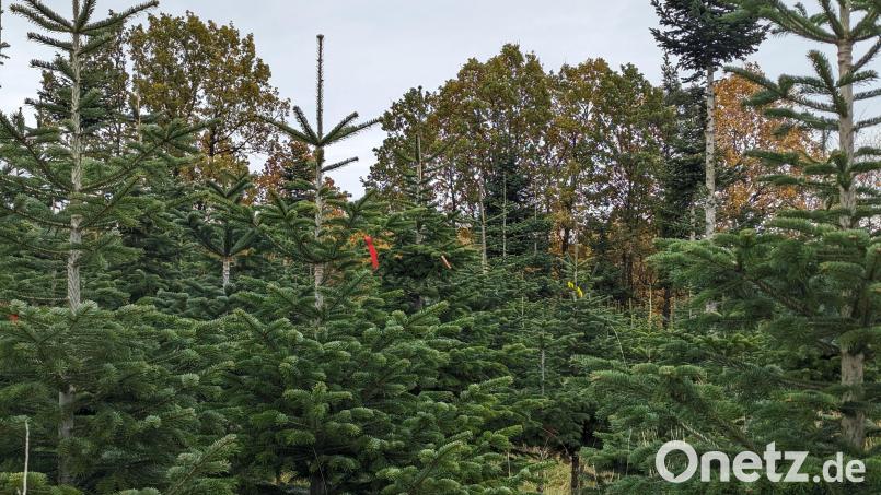 Eine Markierung erhalten die Bäume, die für dieses Jahr zum Verkauf auserkoren worden sind. Bild: wrl