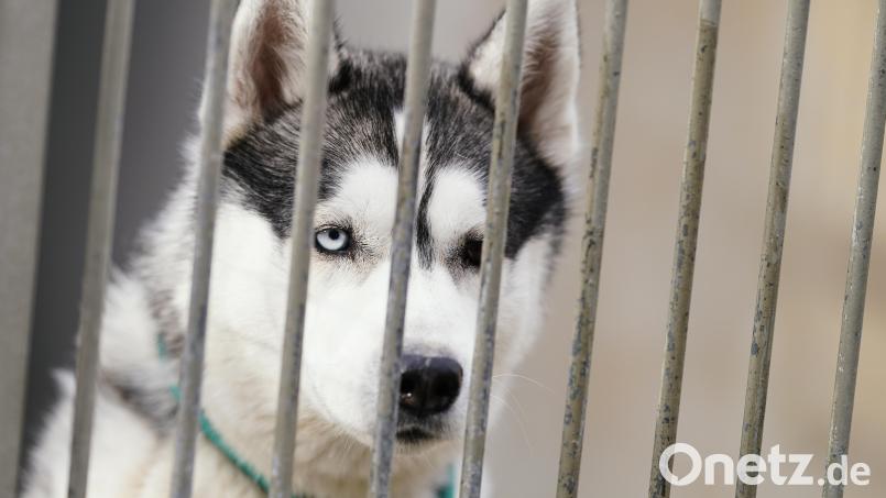 Ein Husky ging am Freitag im Landkreis Neumarkt auf einen Dackel los und biss ihn tot. Symbolbild: Uwe Anspach /dpa