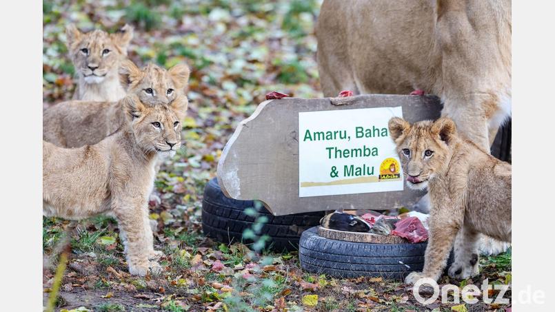 Die Löwenjungen mit ihrer Mutter Kigali in der Löwensavanne im Leipziger Zoo. Bild: Jan Woitas/dpa