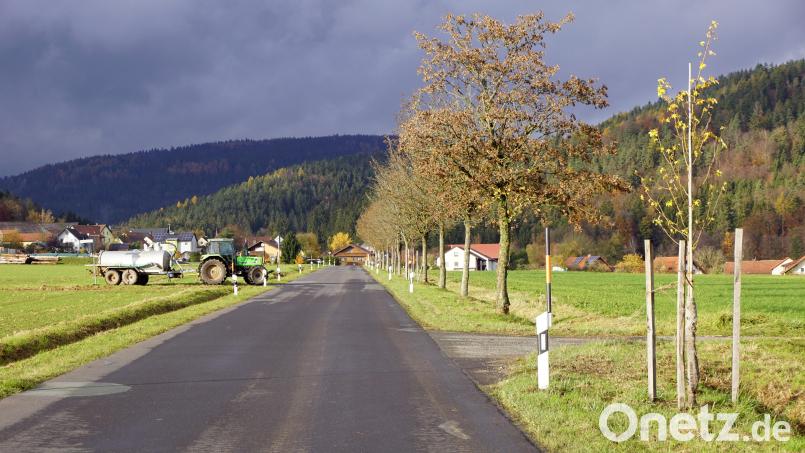 Die Versicherung hat gespart und einen wesentlich kleineren Ahornbaum als Ersatz in die Halballee gepflanzt. Bild: bkr