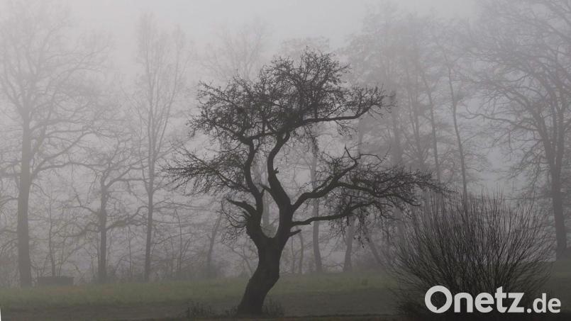 Der Winter kann sich nicht so richtig einnisten in der Oberpfalz. Nebel dominiert den November. Bild: Petra Hartl