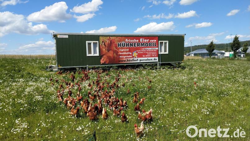 Im Sommer steht das Hühnermobil der Hösls auf einer Wiese nach der Autobahn A 93 bei Perschen. Die Tiere genießen den großen, umzäunten Auslauf. Die Freiheit ist aber nicht ungefährlich für die Vögel. Bild: Christof Hösl/exb