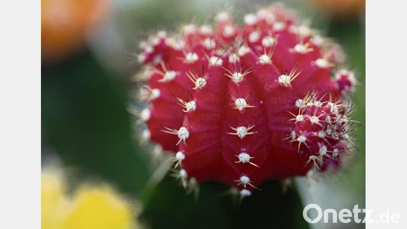 Kugel-Kombi: Erdbeerkaktus aus der Gattung Gymnocalycium mihanovichii. Diese Sorte, „Hibotan“, ist japanischen Ursprungs. Auf Japanisch heißt Kaktus übrigens Kakutasu. Bild: Andrea Warnecke/dpa