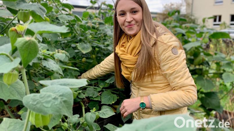 Gerade werden die Physalis erntereif. Lehrerin Lisa Lang muss nur ein wenig zwischen den Blättern suchen, um die zu finden, die schon orange und essbar sind. Bild: Gabi Schönberger