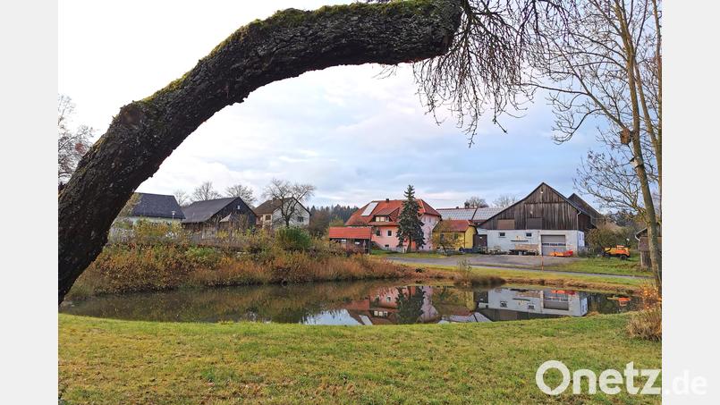Der Dorfweiher in Pirk soll laut ersten Überlegungen ausgebaggert und mit einer flachen Uferzone für Libellen und Insekten gestaltet werden. Bild: Portner