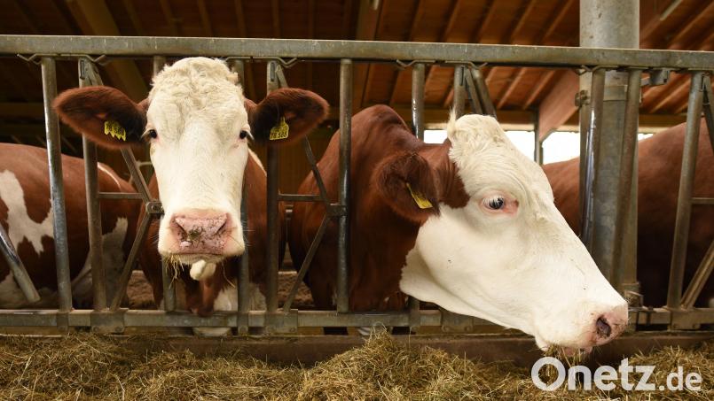 Vor allem Rinder und Schafe sind von der Blauzungenkrankheit betroffen. Bild: Angelika Warmuth/dpa