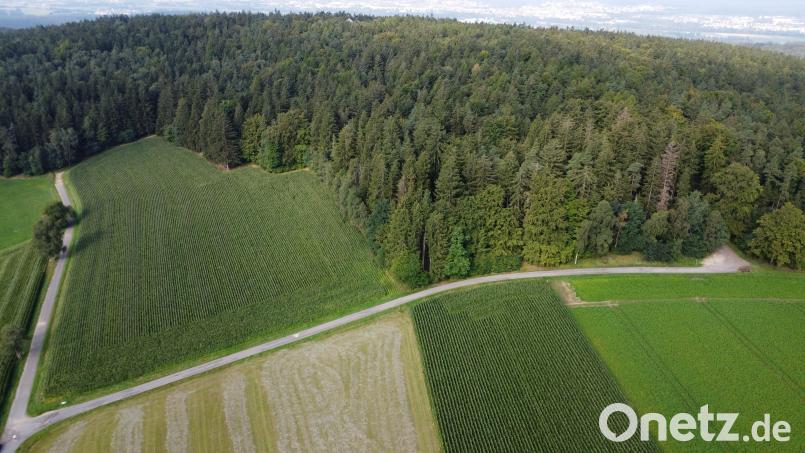Unter anderem in diesem Gebiet, bei einem Waldstück zwischen Letzau und Weiden, könnten einmal Windräder stehen. Das Areal zählt zu den von der Stadt benannten Potenzialflächen. Archivbild: Gustl Beer