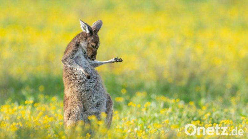 Rock The House: „Air Guitar Roo“ von Jason Moore. Bild: Jason Moore/Comedy Wildlife Awards 2023/dpa
