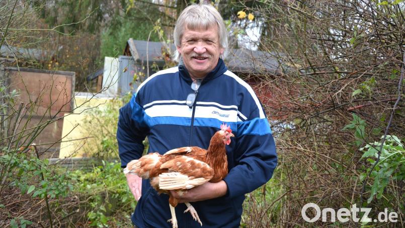 Zwölf Legehühner vervollständigen Johann Schmids Tierreich in der eigenen Gartenanlage. Bild: jr