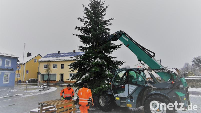 Mit Hilfe eines Teleskopladers stellen Zweiter Bürgermeister Thomas Kleber und die Bauhofmitarbeiter Sebastian Wild und Manuel Demleitner den Christbaum auf. Bild: gz