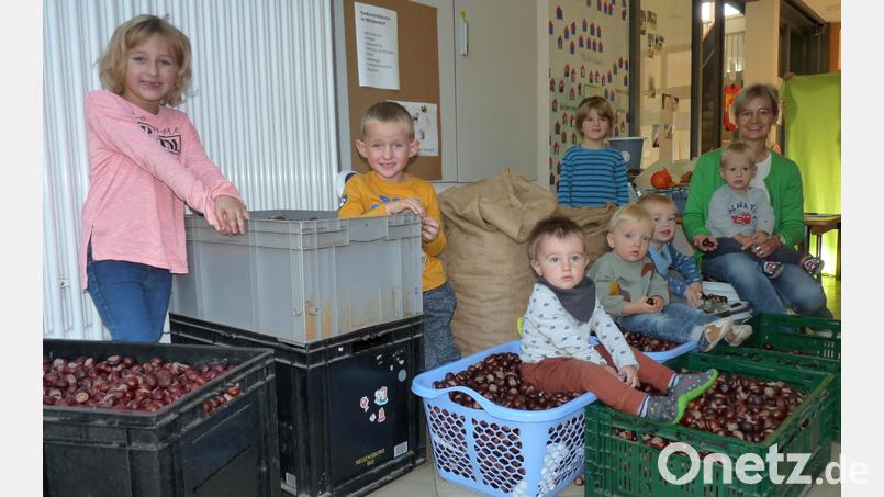 Die Kinder haben über eine halbe Tonne Kastanien gesammelt. Bild: fpoz