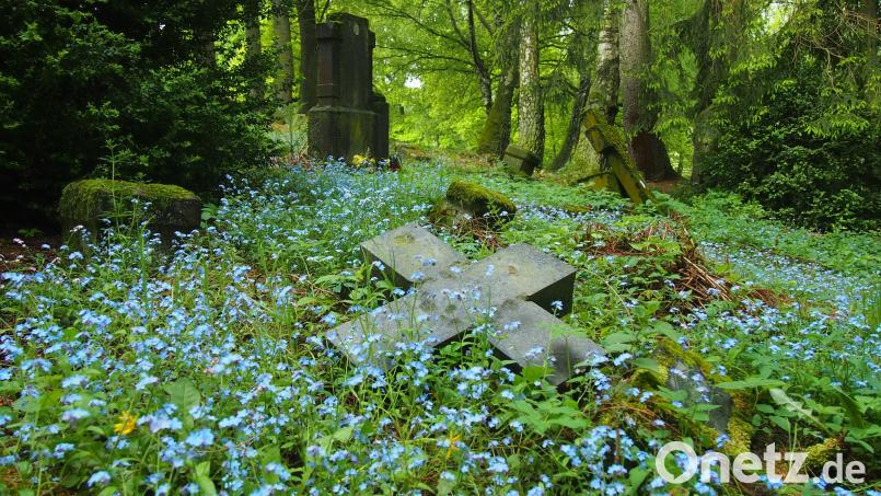 Auch das ist das Grüne Band. Vergissmeinnicht umwuchern ein Grabkreuz auf dem früheren Fiedhof bei Nezapoměnky. Archivbild: eib