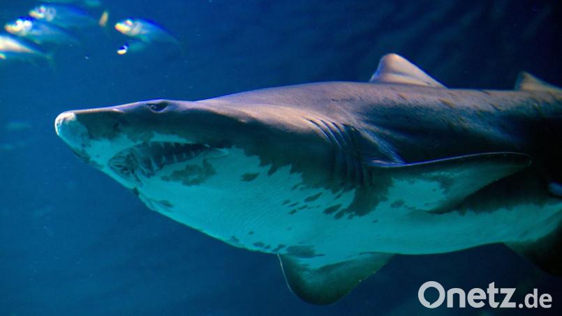 Um welche Hai-Art es sich handelte, ist noch unklar. Symbolbild: Stefan Sauer /dpa