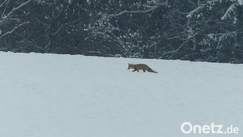 Am Adventssonntag gelang dieser Schnappschuss bei Döllnitz. Bild: sl