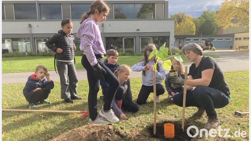 Im Pausenhof der Albert-Schweitzer-Schule pflanzten die Kinder Kiribäume, die bis zu zehn Meter hoch werden. Bild: Marion Weigl/exb
