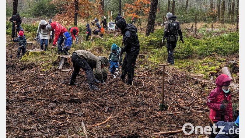 Die &quot;Youngsters&quot; des FGV pflanzten wieder Bäume im Steinwald. Bild: Fichtelgebirgsverein Waldershof/exb